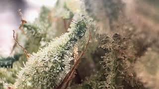 GORILLA GLUE BY DORSIA REVIEW
