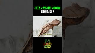 리그x텐저린 세이블 결과 대박인데?!