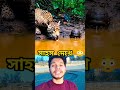 সাহ*স দেখে 😲😳 #courage #tiger #attack #tranding #viral