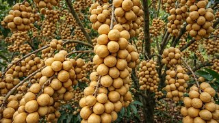 Download Lagu How Langsat Is Grown  From Planting to Harvest  Calm Agricultural Documentary MP3