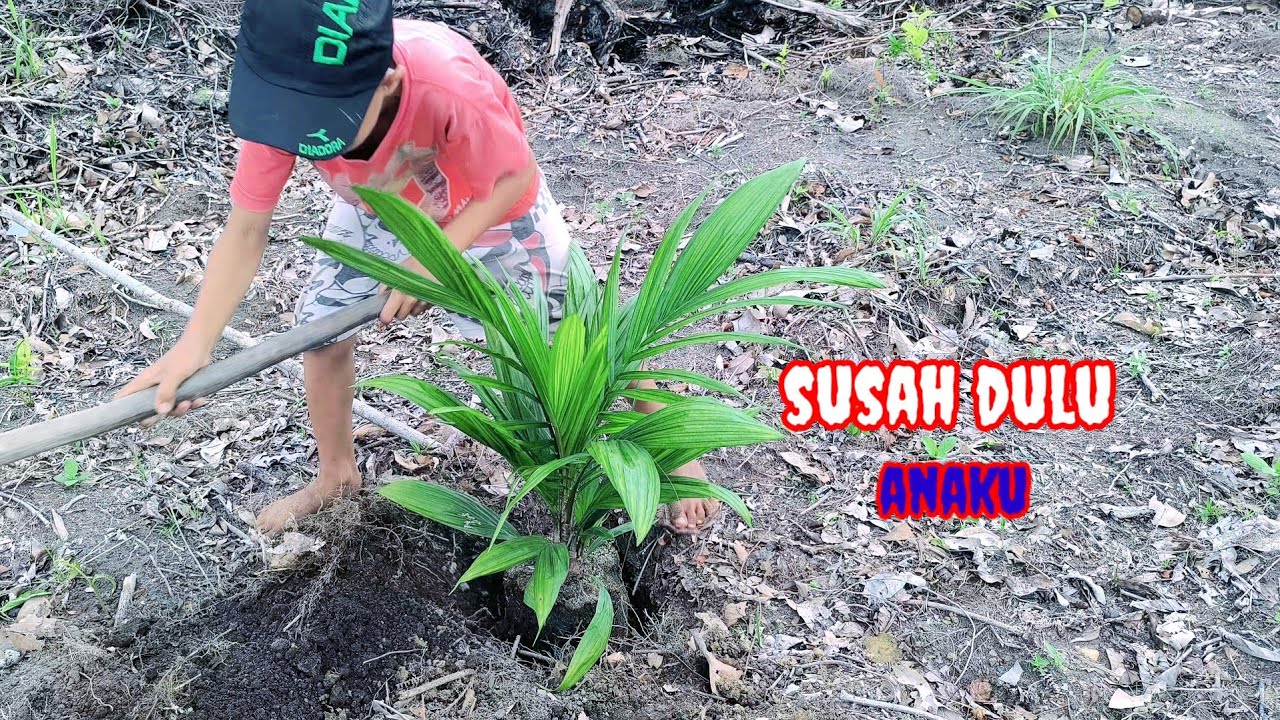 Tanam sawit buat masa depan ppks yangambi 19-04-2025