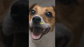 "Top 5 Dogs as Perfect Pets! 🐾" #shorts  #facts #rottology #dogbreed #dog