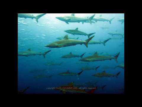 Mountain Coast Scuba - Galapagos - part 1 - 10minu...