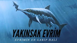 Evrimin En Tuhaf Hali/Yakınsak Evrim Nedir?