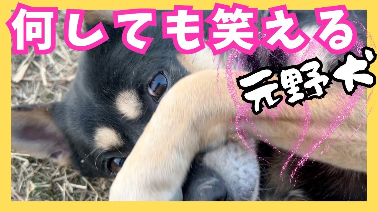 レア リリパットレーン 迷子の子犬 【公式通販】