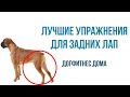 Лучшие упражнения для задних лап собаки. Догфитнес в домашних условиях