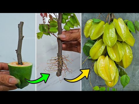 Video: Starfruit-voortplantingsmethoden - Hoe een Starfruit-boom te vermeerderen