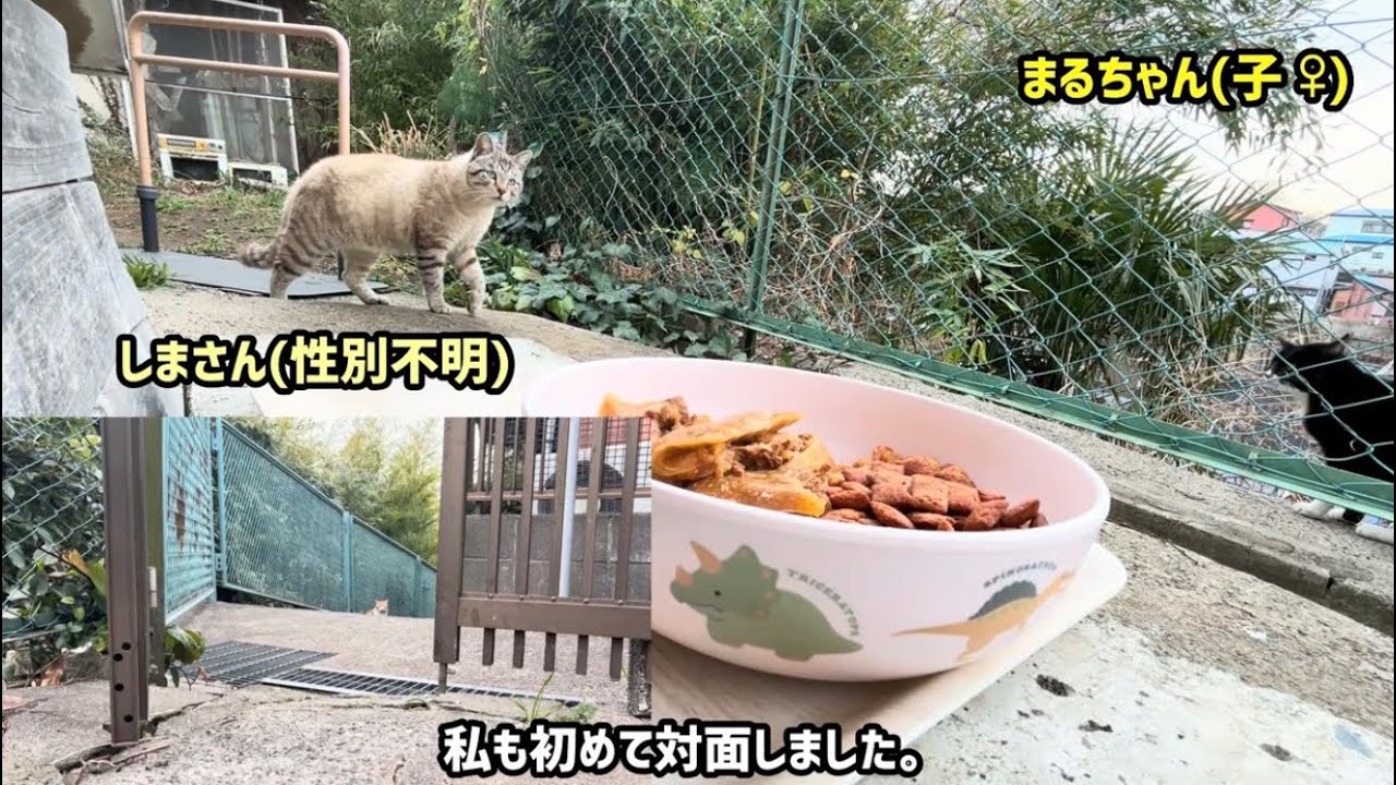 2026.02.19 野良子猫三兄弟のご飯タイムシフト～明らかに強そう！しまさん登場～