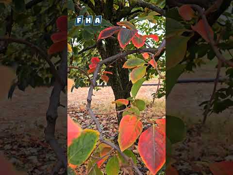 جولة مصورة تظهر جمال الطبيعية في الحقول المحيطة بمدينة عفرين