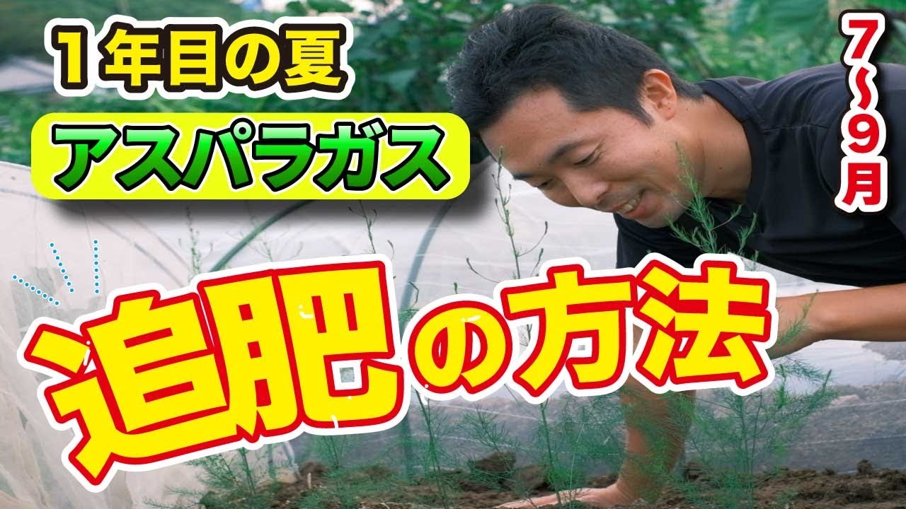 2 １年目 アスパラ栽培 夏 ２年で収穫ができる野菜です 家庭菜園 Youtube