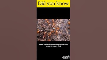 Why do ants walk in straight line | #shorts #youtubeshorts #knowledge