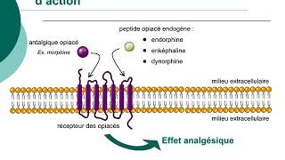 Pharmacologie des médicaments antalgiques_Cours commenté