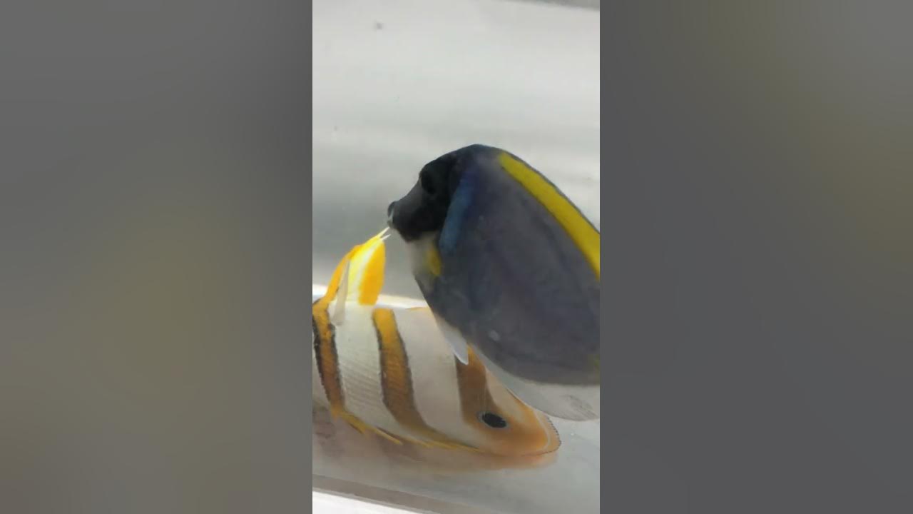 Freshwater dip for flukes YouTube