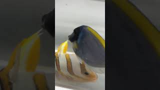 Freshwater dip for flukes Quickie Dipping Fish For Flukes