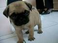 Cute baby pug Pepito YouTube