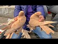 Птичий рынок г. Ташкент - ГОЛУБИ (06.02.2021) / Uzbek Pigeons
