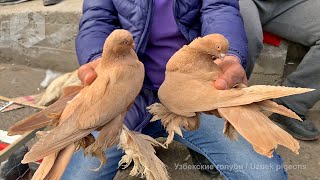 Bird Market in Tashkent - PIGEONS (06.02.2021)