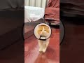 An orange is like a small meatball#Orange cat#kitty#Big oranges are more important.#Cute P
