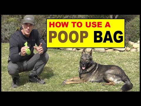 how-to-use-a-poop-bag---funny-dog-training-video