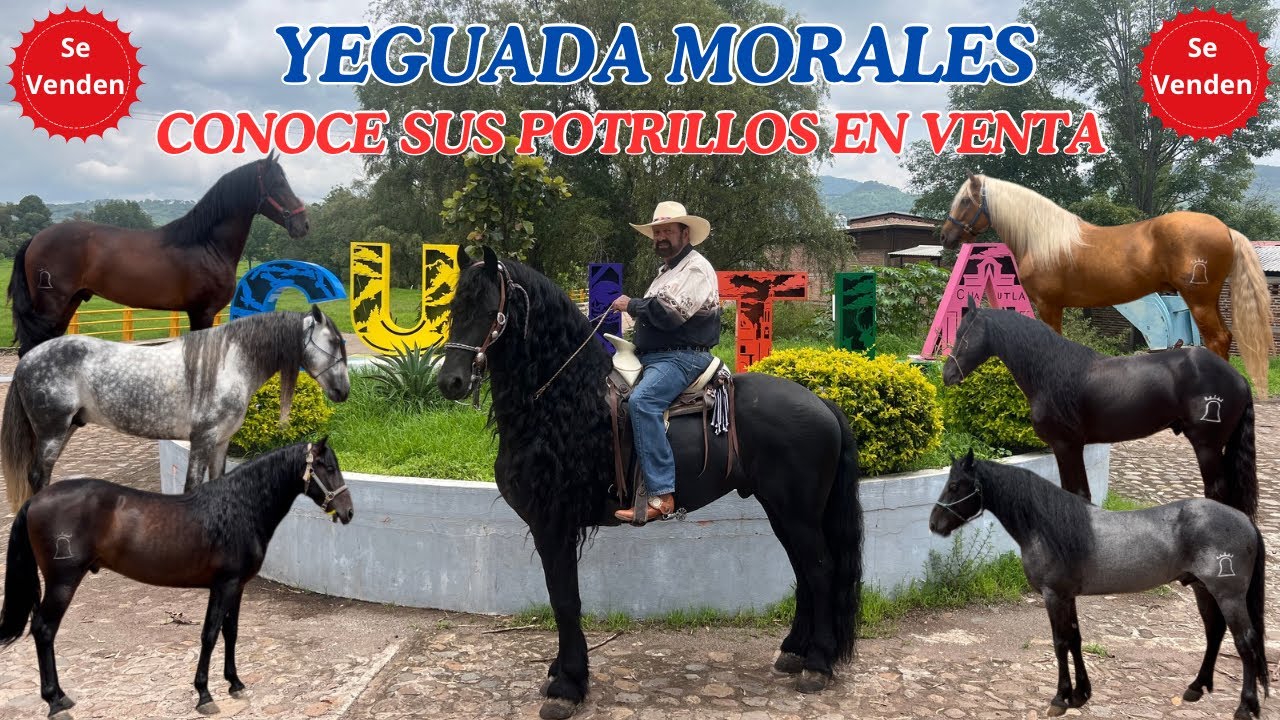CONOCE LOS POTRILLOS EN VENTA DE YEGUADA MORALES EN CUAUTLA JALISCO DE DON NICO MORALES // PARTE 1.