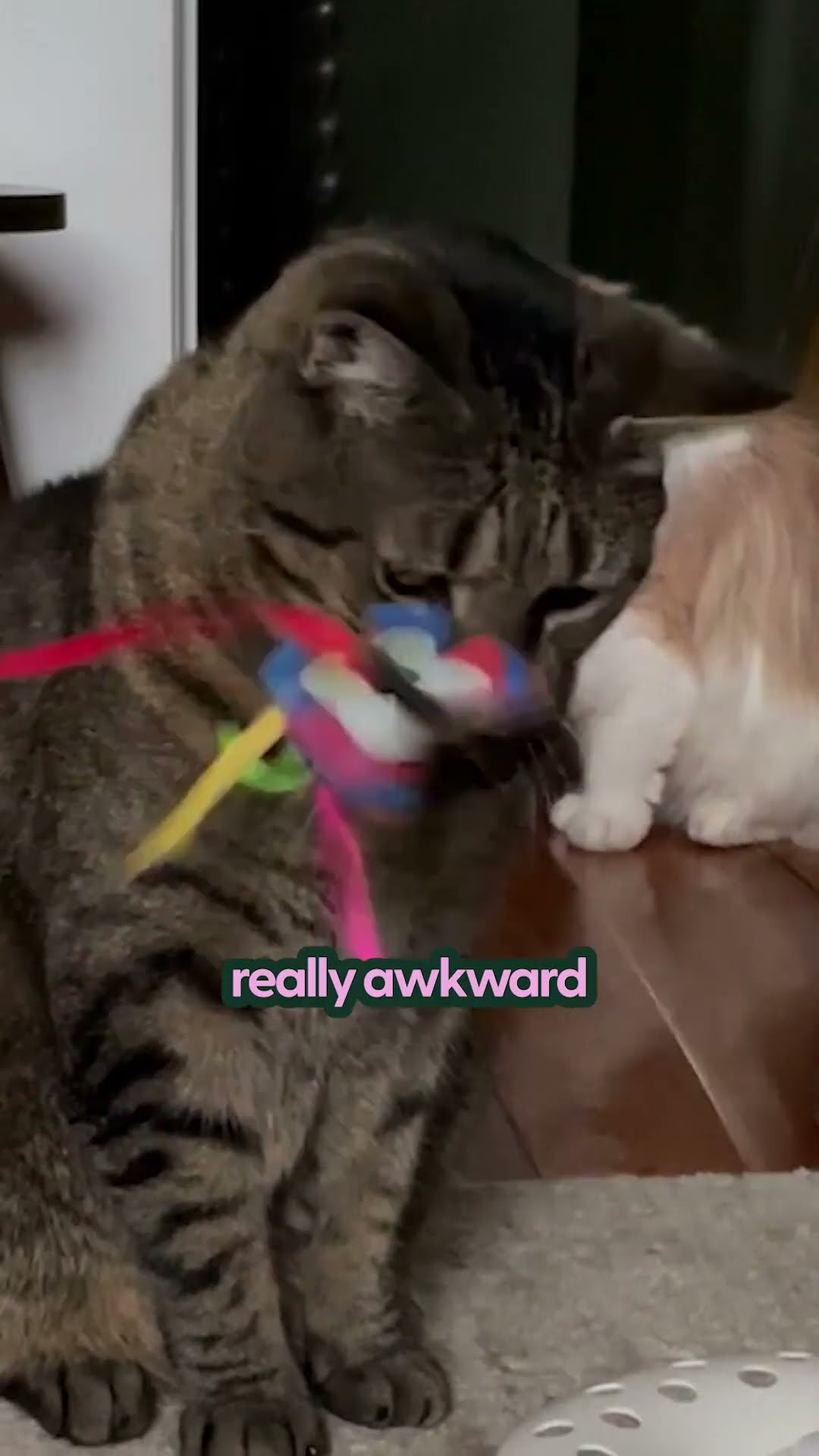 This Is The Best Interactive Cat Toy | The Pack