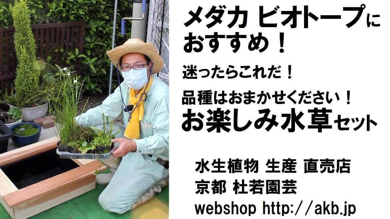 メダカビオトープにおすすめ 迷ったらこれだ お楽しみ水草セット 送料無料サービスは現在終了しています Youtube