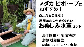 メダカビオトープにおすすめ 迷ったらこれだ お楽しみ水草セット Youtube