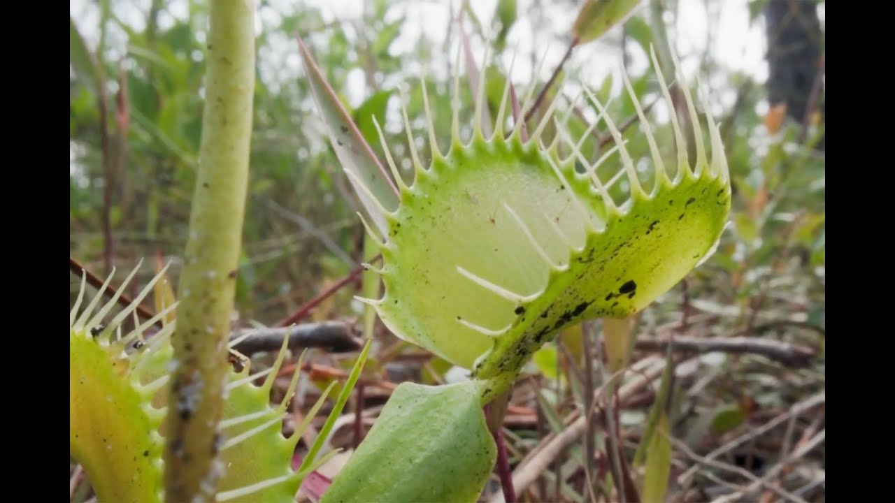 Saving the Venus Flytrap: How One Woman Rallied a Town Around Its Weirdest Attraction