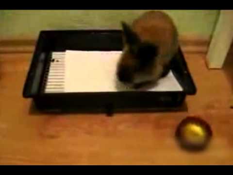 camera iphone 8 plus apk Упертый кролик