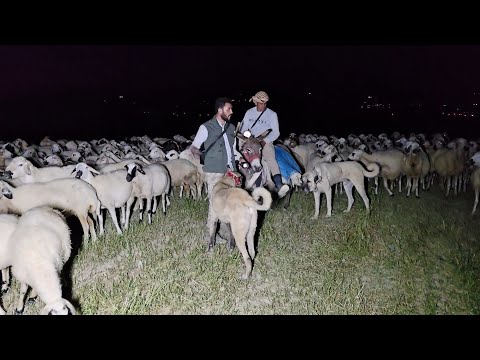 الخنازير البرية تهاجم الغنم وثائقي عن الذئاب والخنازير البرية في الوادي