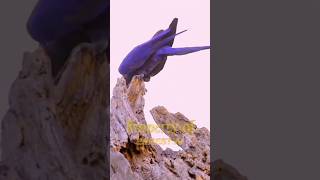 Burung Hyacinth Macaw Atau Macaw Biru 