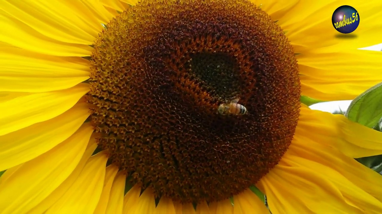 Busy BEE and A Beautiful Sunflower Nature at Work