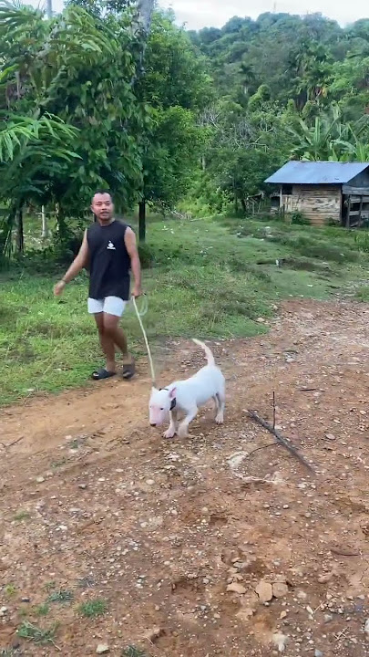 takalok uda awak baburu 🤣 #boarhunting #huntingdog #shortvideo