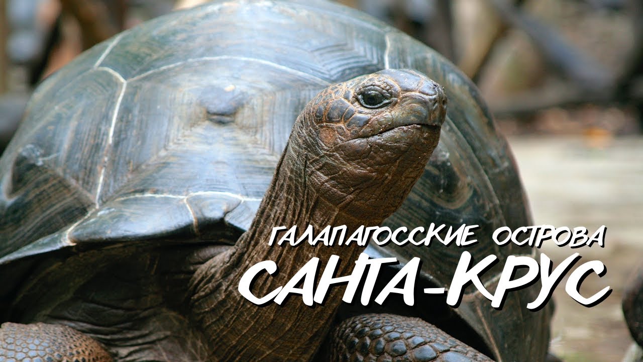 Остров Санта-Крус. Мир дикой природы на краю света. Галапагосские острова, Эквадор