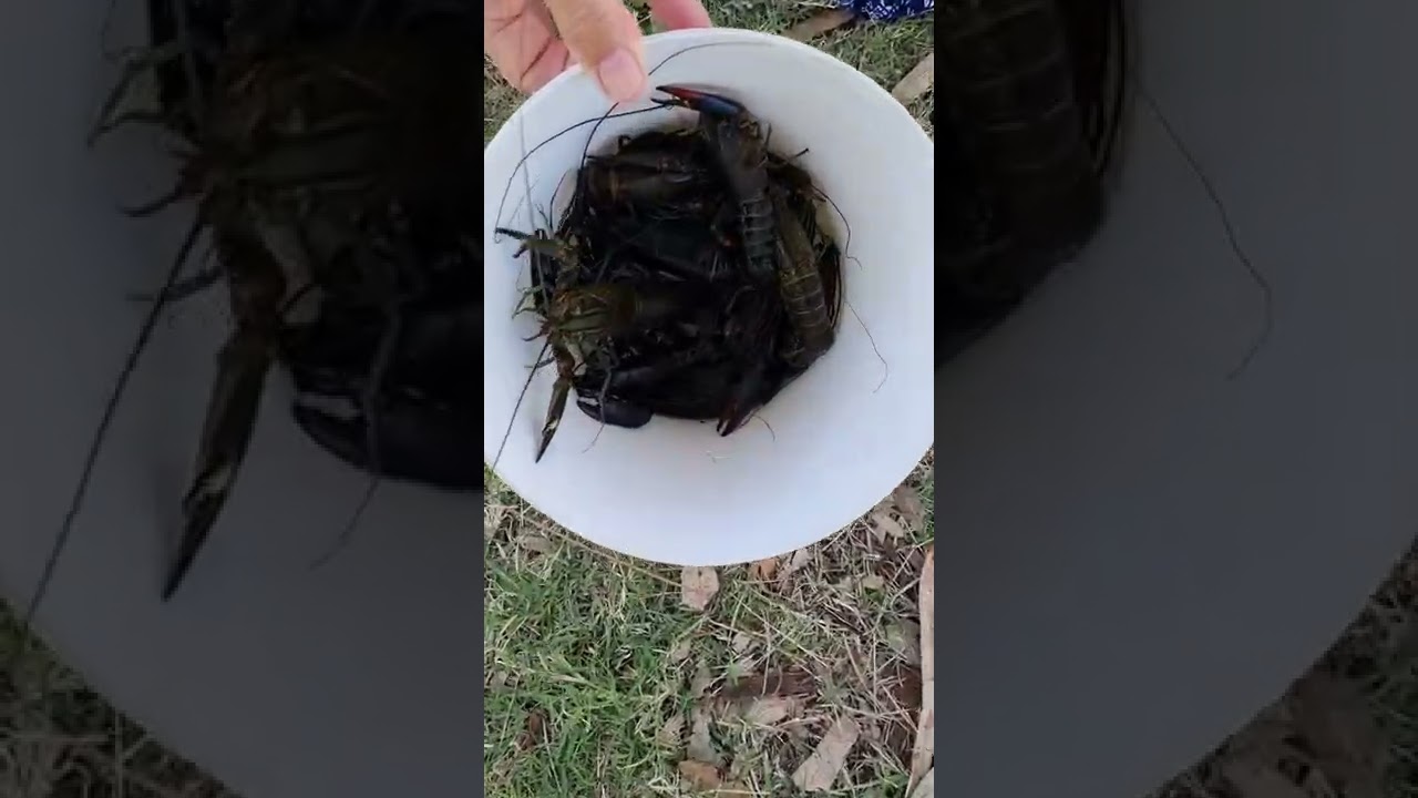 How to catch yabbies with a $9 net from Kmart