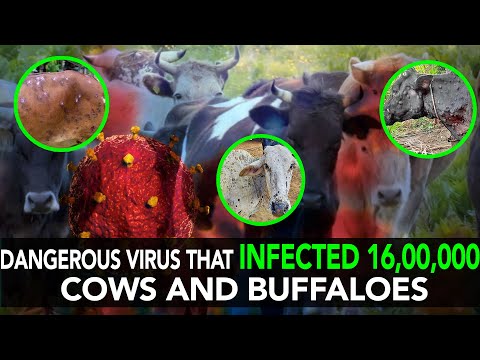 Dangerous Virus That Infected 16,00,000 Cows And Buffaloes | Anuj Ramatri - An Ecofreak