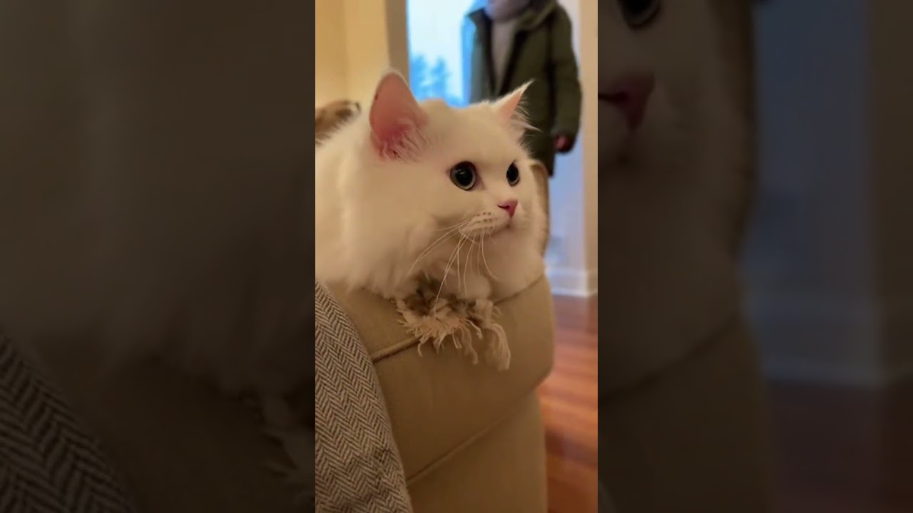 😹 🐈 Naughty Cloud greets Army Dad! Watch this playful moment 