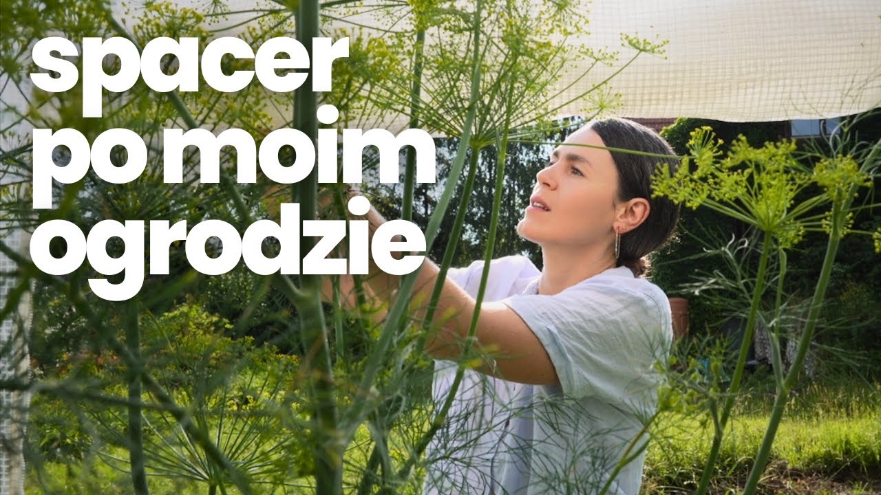 Poranny spacer po moim ogrodzie | Maliny | Bób | Uprawy w gruncie | Pomidory w szklarni