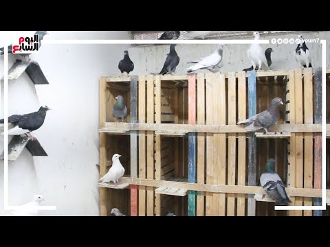 شوف غية الحمام اللى فيها أغلى حمام فى مصر والواحدة بـ15 ألف جنيه 