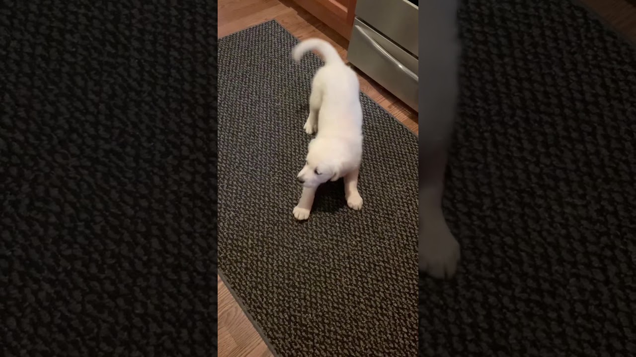 Sassy Golden Retriever Puppies Barking