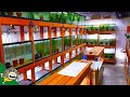 African Cichlid Fish Room Tour