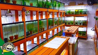 African Cichlid Fish Room Tour