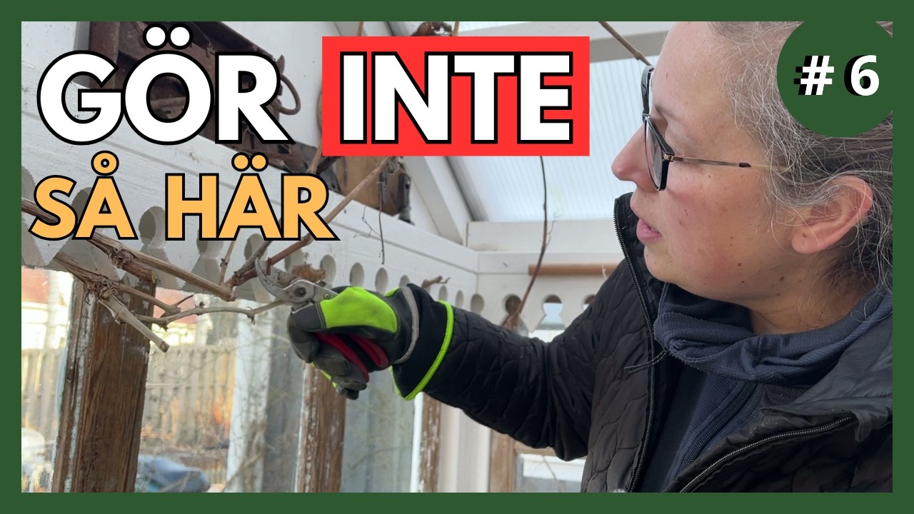 Vinterbeskärning av Vinranka – steg för steg 