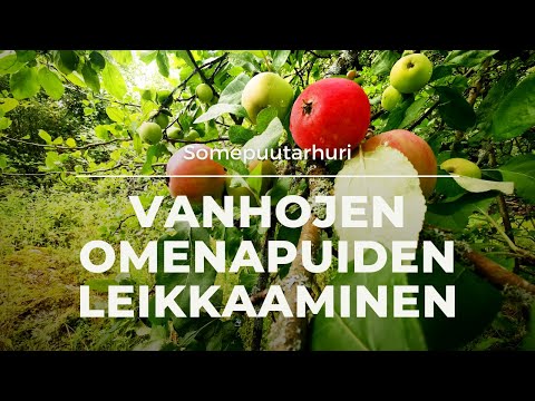 Video: Omenapuun hedelmät – miksi omenapuu ei kanna hedelmää