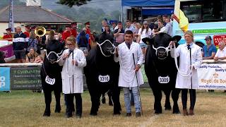 Tîm o 3 Bîff wedi Magu gan Arddangoswr | Team of 3 Beef Exhibitor Bred