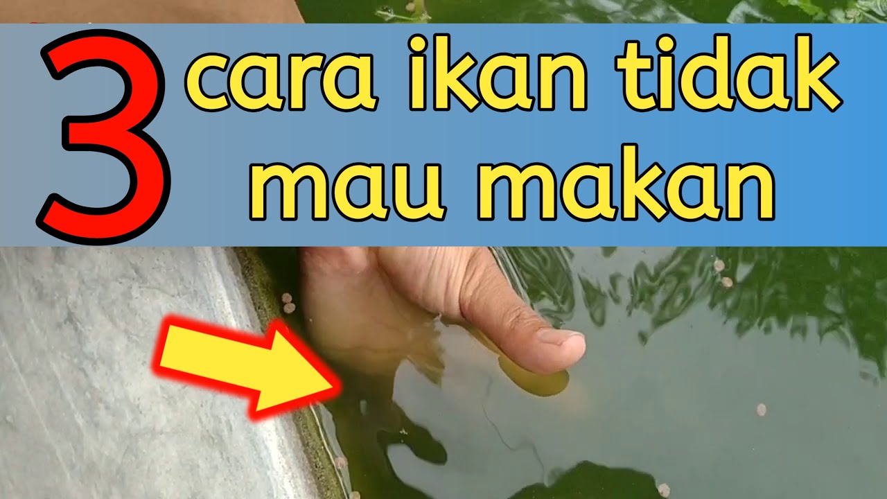 3 CARA MENGATASI IKAN GURAME YANG TIDAK MAU MAKAN - PUTRA GURAME 