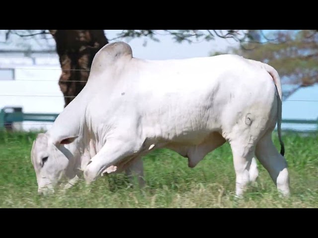 Lote 42   Leilão Nelore DP