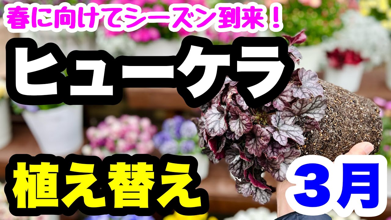 ◆ここで差が付く！【植え替え&管理】３月のヒューケラ🪴