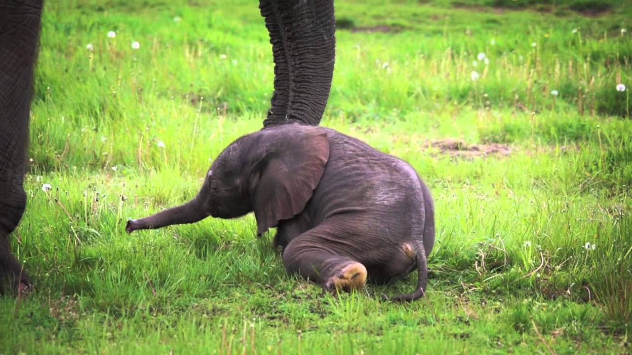 よちよち歩く可愛い 赤ちゃんゾウ を40秒間見てみましょう 動画 ハフポスト よちよち歩く可愛い 赤ちゃんゾウ を40秒間見てみましょう 動画 ハフポスト