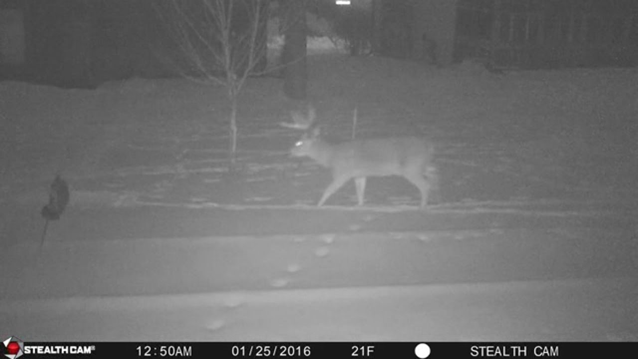Andy's Backyard Deer Jan 2016
